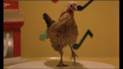 "Can't stop the dancin' chicken."
